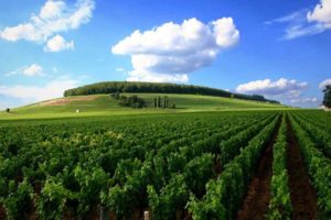 Grüne Landschaft in Burgund