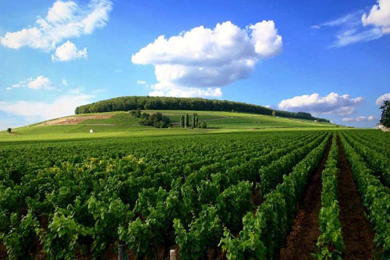 Paysage vert en Bourgogne